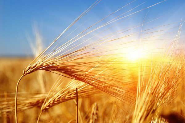 خرید تضمینی گندم از مرز ۲ میلیون تن عبور کرد