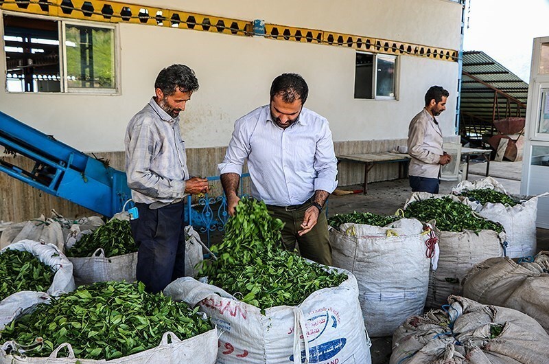 خریداری...