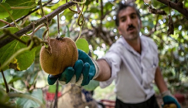 کیوی ایرانی، میوه سفیران صادراتی؛ فتح بازارهای ۲۳ کشور جهان با پیشتازی روسیه