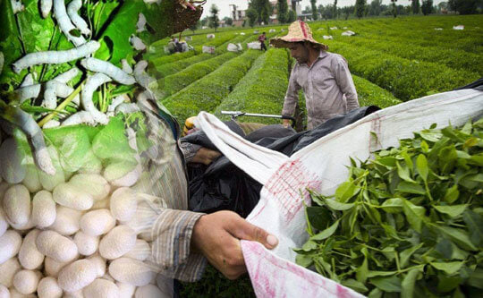 در فصل پاییز بیش از یک تن پیله‌تر ابریشم تولید شد