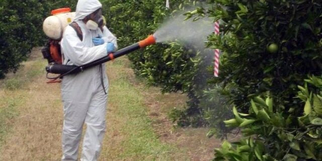 رئیس سازمان جهاد کشاورزی استان: باغداران گیلانی مبارزه با آفات مرکبات را آغاز کنند