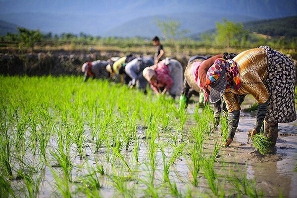کشاورزا...