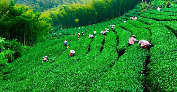 تولید بیش از ۲۶ هزار تن چای خشک در کشور| ۷۰ درصد چای وارداتی است