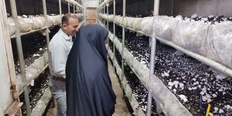 سامانه ...