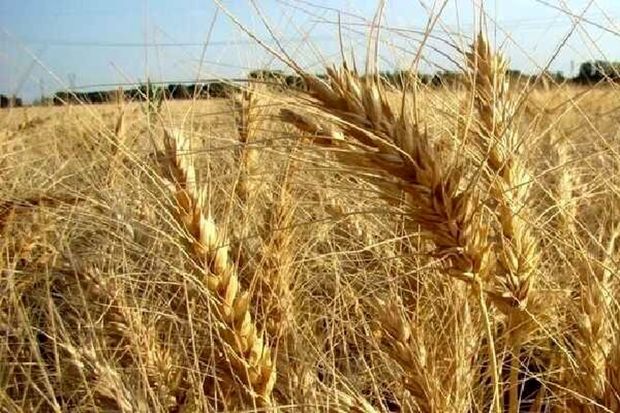 نرخ خرید تضمینی گندم ۲۹.۵۰۰ تومان تعیین شد