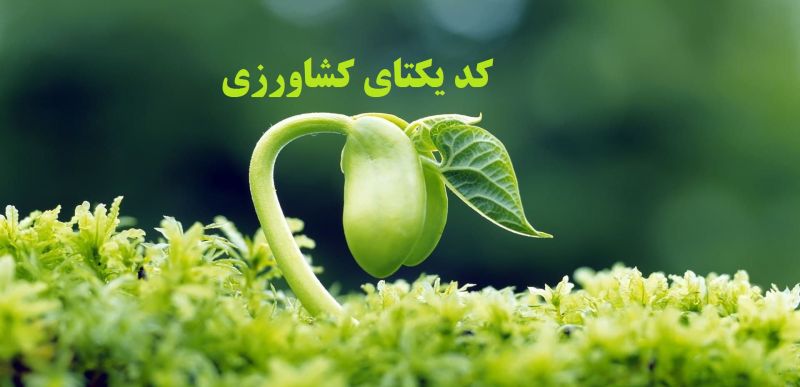 دریافت ...
