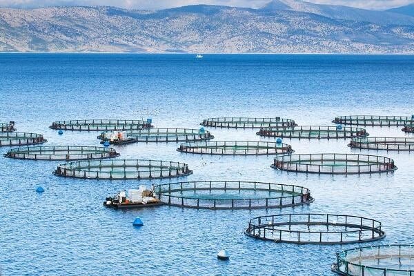 خودکفای...
