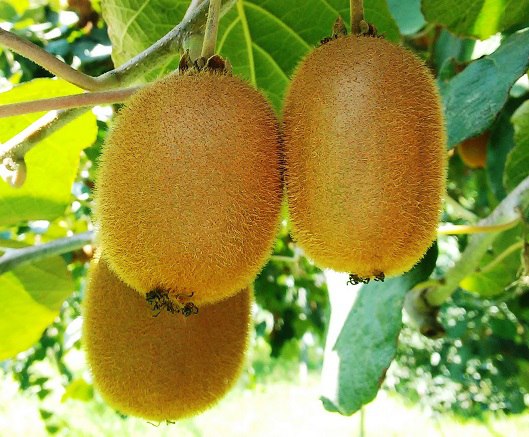 کیوی جز...