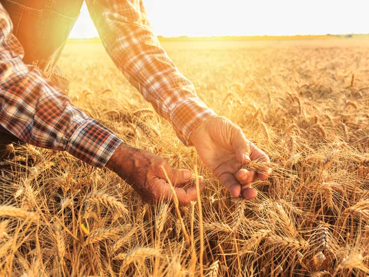 نقدی بر سیاست قیمت تضمینی به جای خرید تضمینی گندم