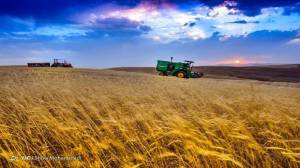 افزایش قیمت نهادههای تولید تهدید جدی برای خودکفایی گندم