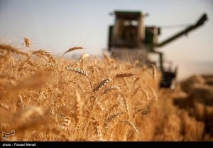 تشکیل شورای ۹ نفره از دولت و کشاورز برای تعیین قیمت خرید تضمینی